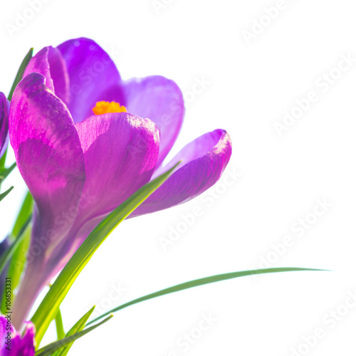 First spring flowers - bouquet of purple crocuses © Pavlo Vakhrushev