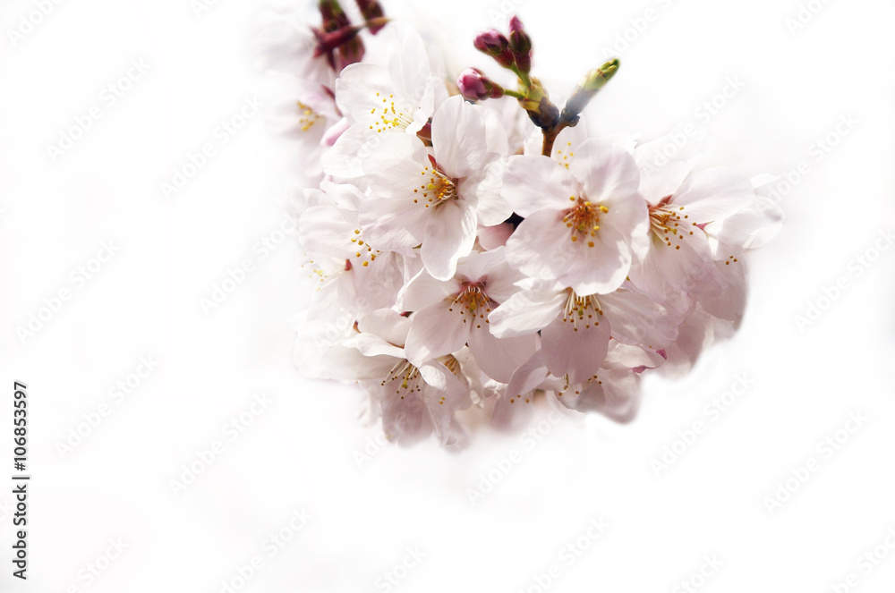 Cherry blossoms