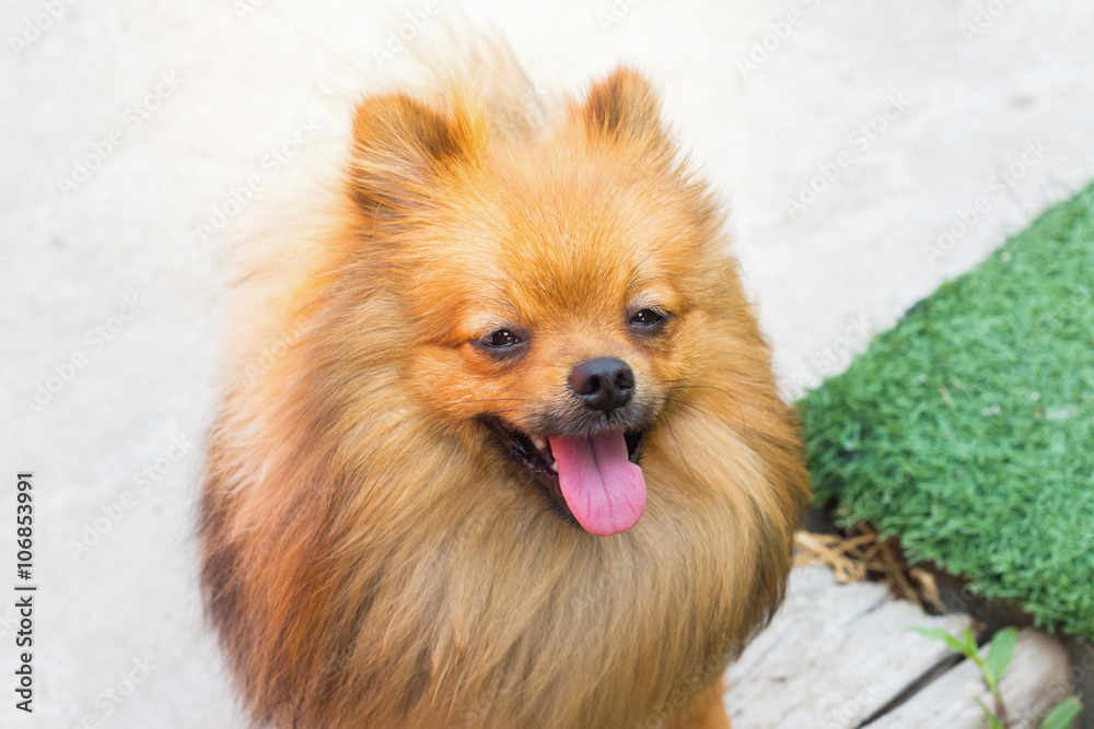 Pomeranian dog and his beautiful smile