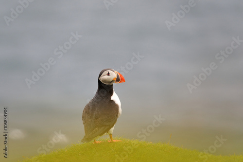 Puffin on the hill, Iceland. Puffin in Westman Islands. Atlantic puffin. Puffin with ocean background. © Erik Mandre