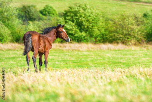 Horse on the green field © Pavlo Vakhrushev