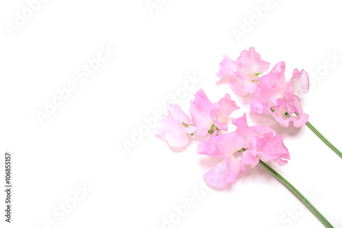 pink sweet pea flowers in white