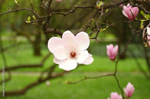 Magnolia