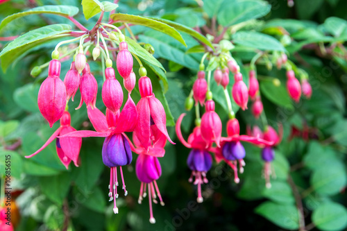 Fuchsia flowers,Onagraceae photo