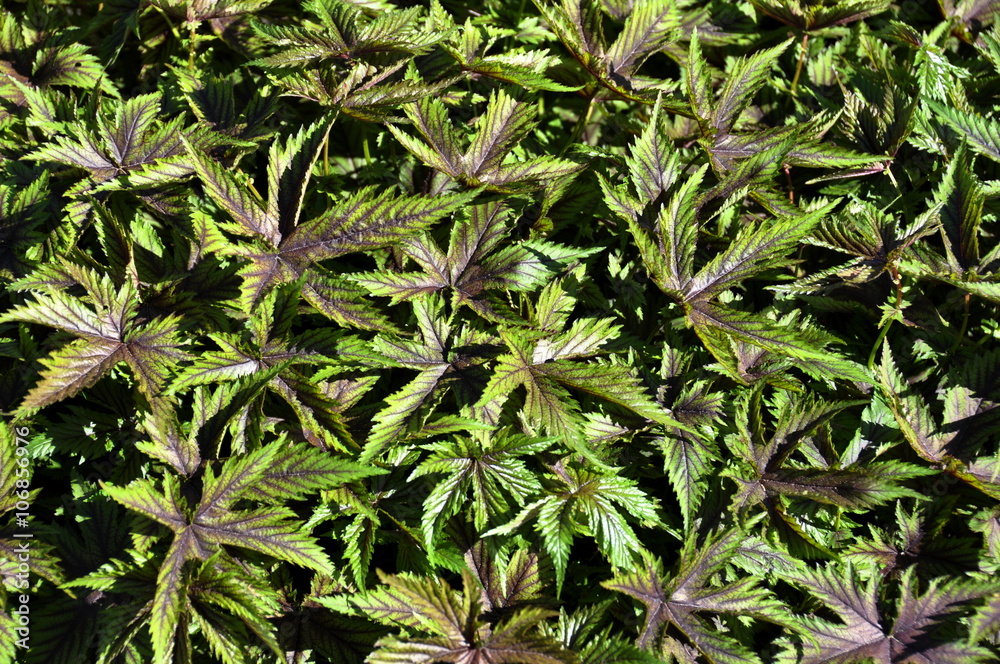 Green and red foliage on a filipendula plant Green and red foliage on a filipendula plant