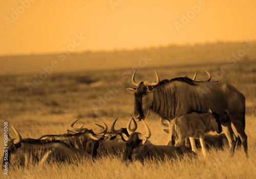 Fototapeta Naklejka Na Ścianę i Meble -  Blue wildebeests, Amboseli National Park, Kenya