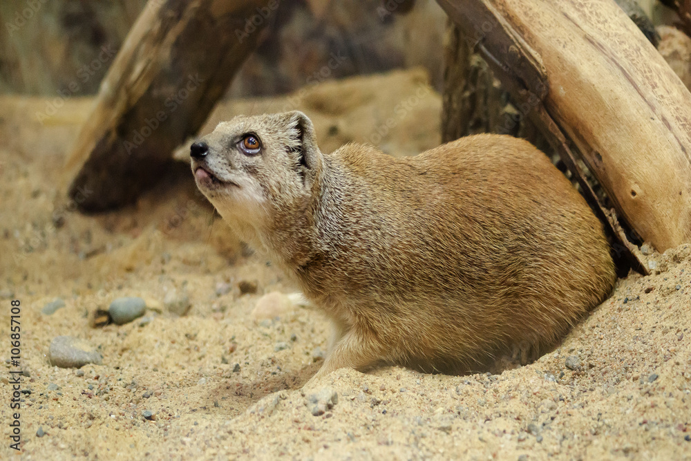 Fototapeta premium Вожак