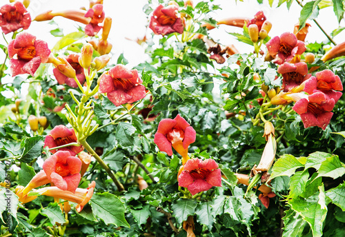 Trumpet vine flowers - Campsis x tagliabuana, gardening theme photo