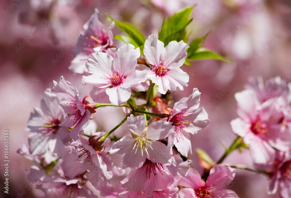 Obraz premium Сакура