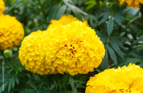 Marigolds (Tagetes erecta, Mexican marigold, Aztec marigold, African marigold) photo