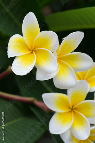 white frangipani plumeria tropical flower with water drops