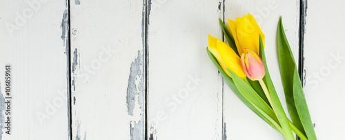 Foto horisontell banner med tulpaner mot vit trä bakgrund