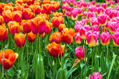 Tulip field, red andpink, Keukenhof flower garden, Netherlands,