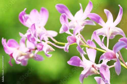orchid in thailand