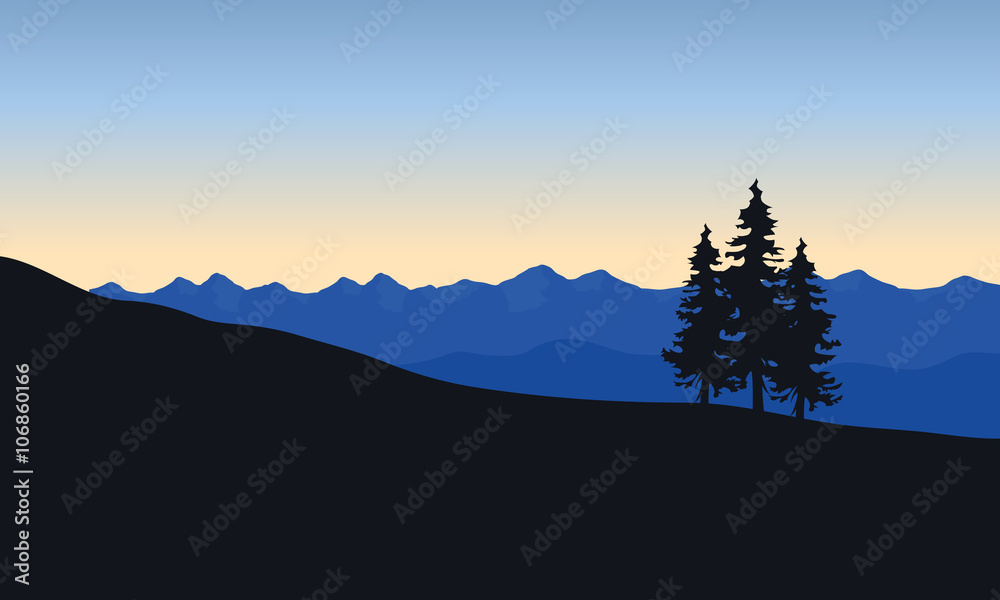 Silhouette of spruce in desert