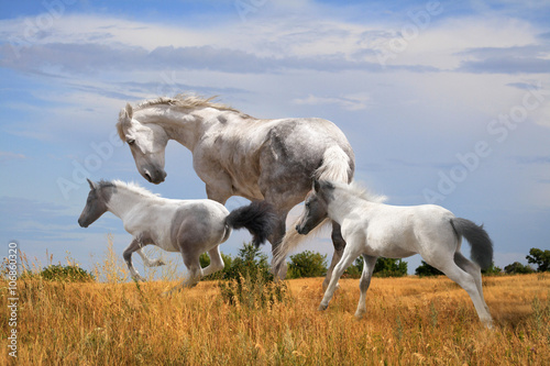 Fototapeta Naklejka Na Ścianę i Meble -  white horse with two foals