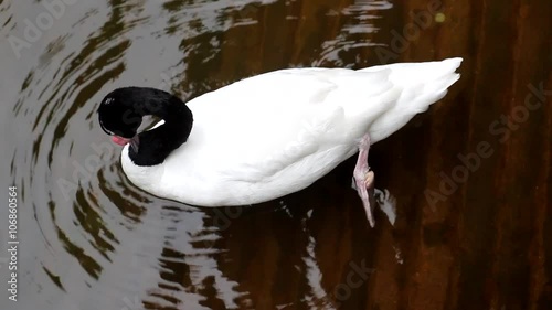 Black-necked swan (Cygnus melanocoryphus) floats on a pond photo