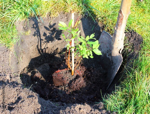 Planting of The Honeyberry or Sweetberry Honeysuckle - Lonicera Kamtschatica on spring garden. Seasonal work in agriculture. photo