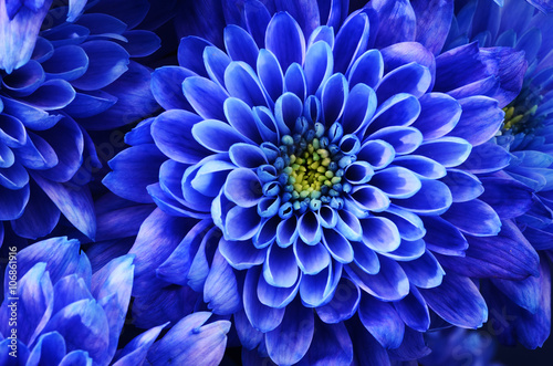 Details of blue flower for background or texture