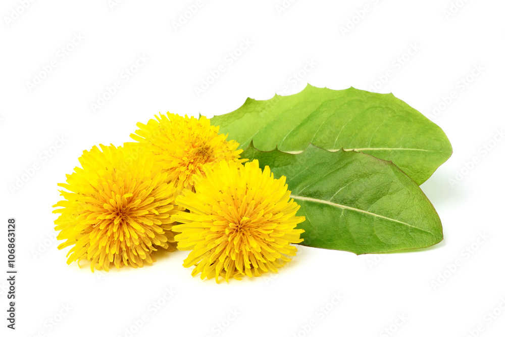 Fototapeta premium Dandelion flowers with leaves.