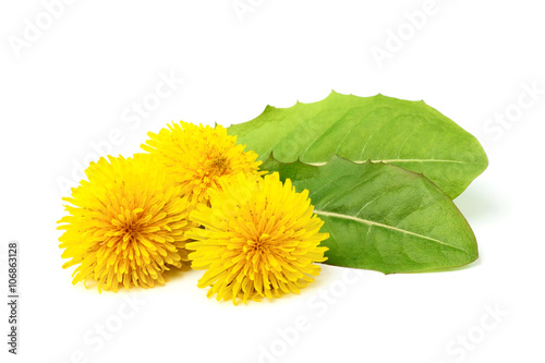 Dandelion flowers with leaves.