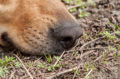 Wallpaper Mural dog's nose the ground Torontodigital.ca