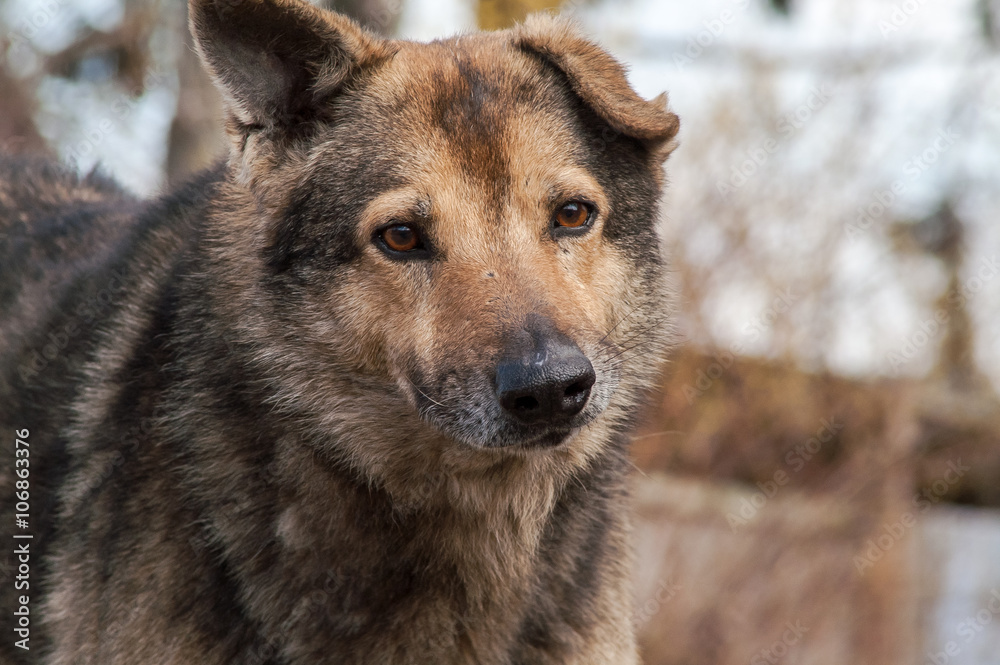 Fototapeta premium street stray dog
