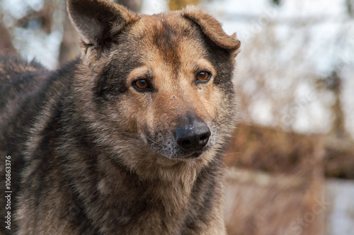 street stray dog