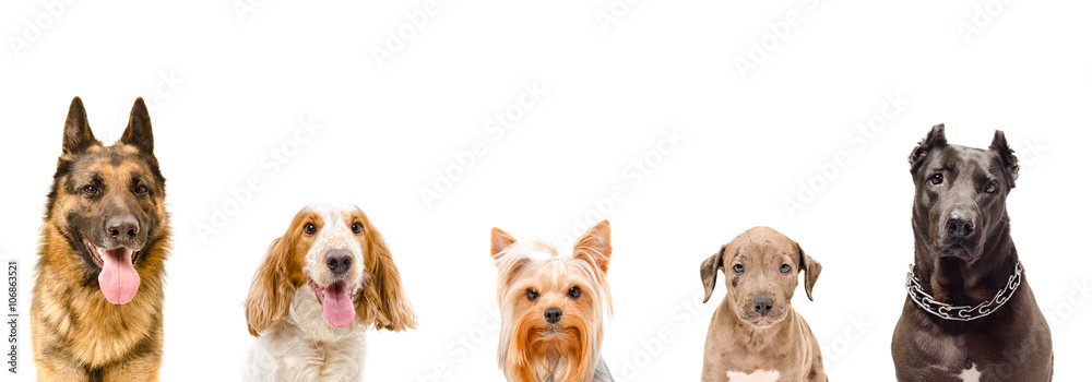 Portrait of five dogs together