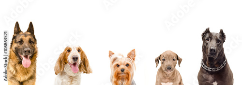 Portrait of five dogs together