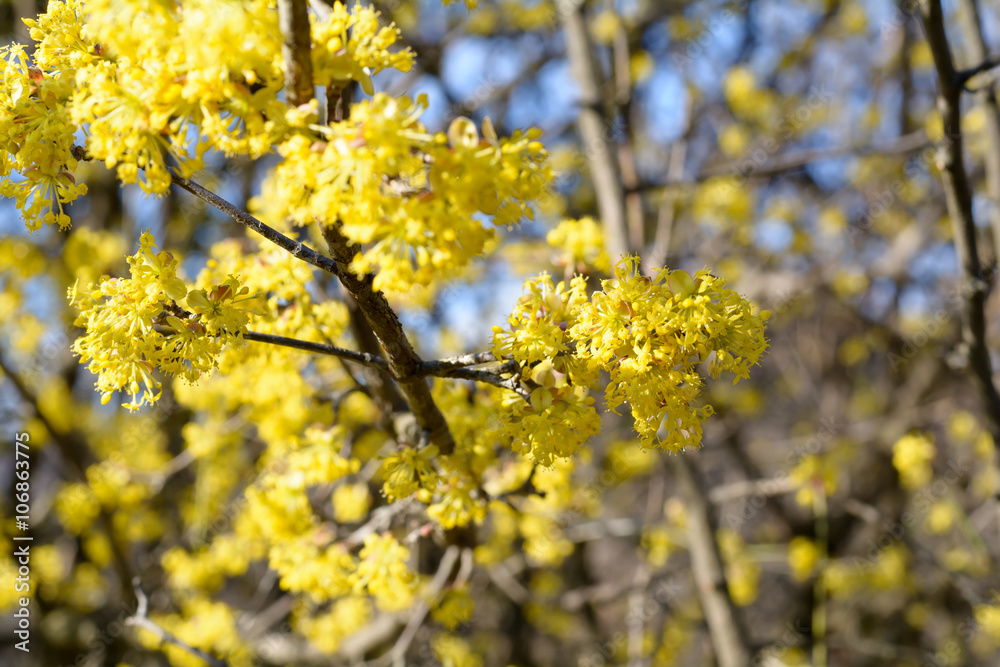 Cornus mas, Cornelian cherry, European cornel, dogwood, flowering plant in the dogwood Cornaceae, native to southern Europe and middle east. Cornus mas, Cornelian cherry, European cornel, dogwood, flowering plant in the dogwood Cornaceae, native to southern Europe and middle east.