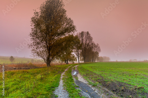Dirt road in the field. Misty morning in countryside.