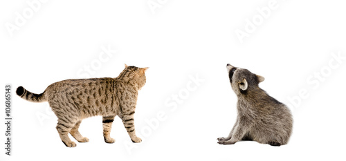 Scottish Straight cat and raccoon together, rear view
