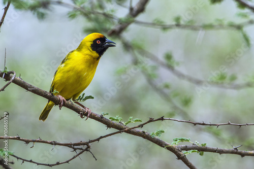 Southern Masked-Weaver in Kruger National park, South Africa © PACO COMO