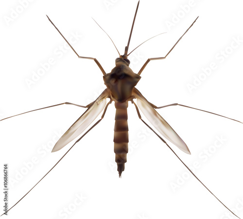 large mosquito illustration isolated on white