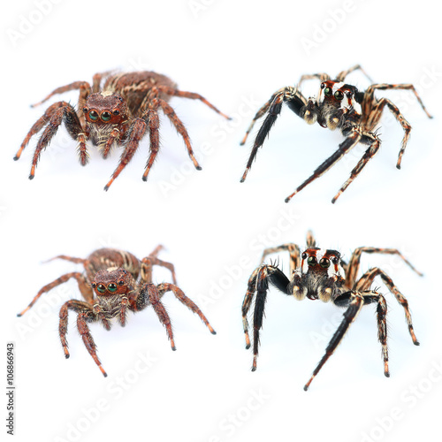 Four home spiders isolated on white