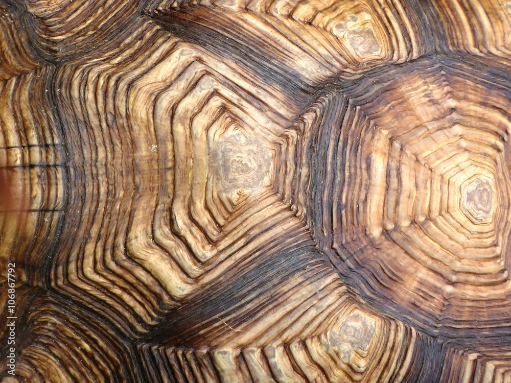 Obraz premium панцирь сухопутной черепахи