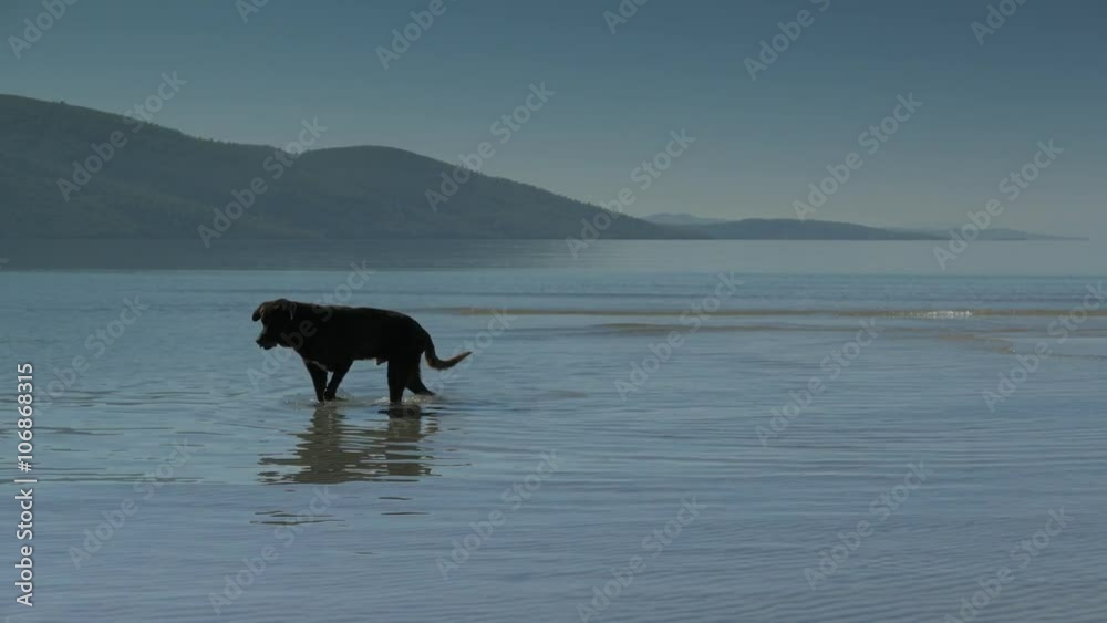 An old black dog enjoys walking on sandy beach. 4k An old black dog enjoys walking on sandy beach. 4k