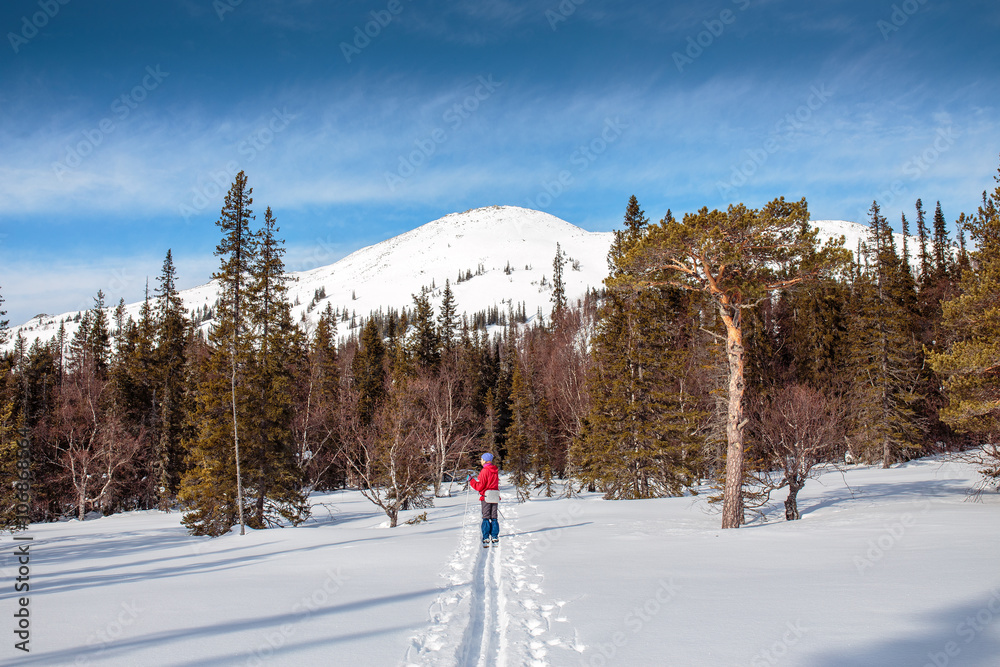 Panoramic view of cross-country skiing in sunny winter landscape
