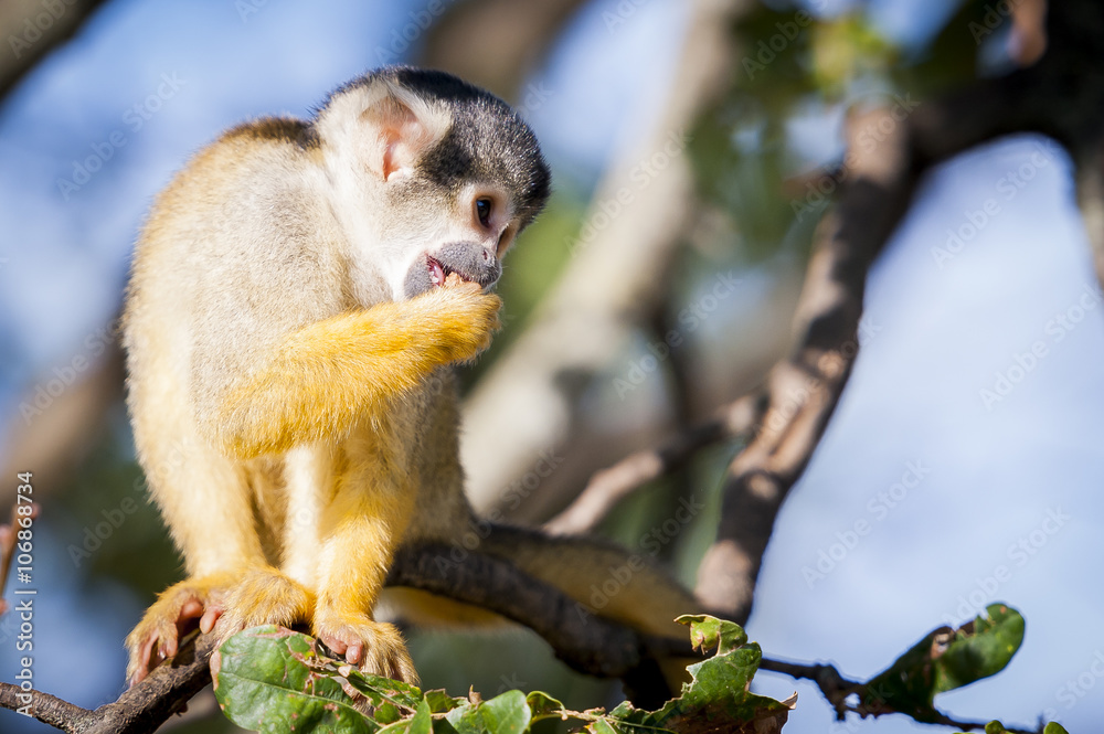 Petit singe jaune et noir Petit singe jaune et noir