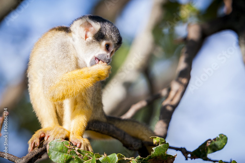 Petit singe jaune et noir