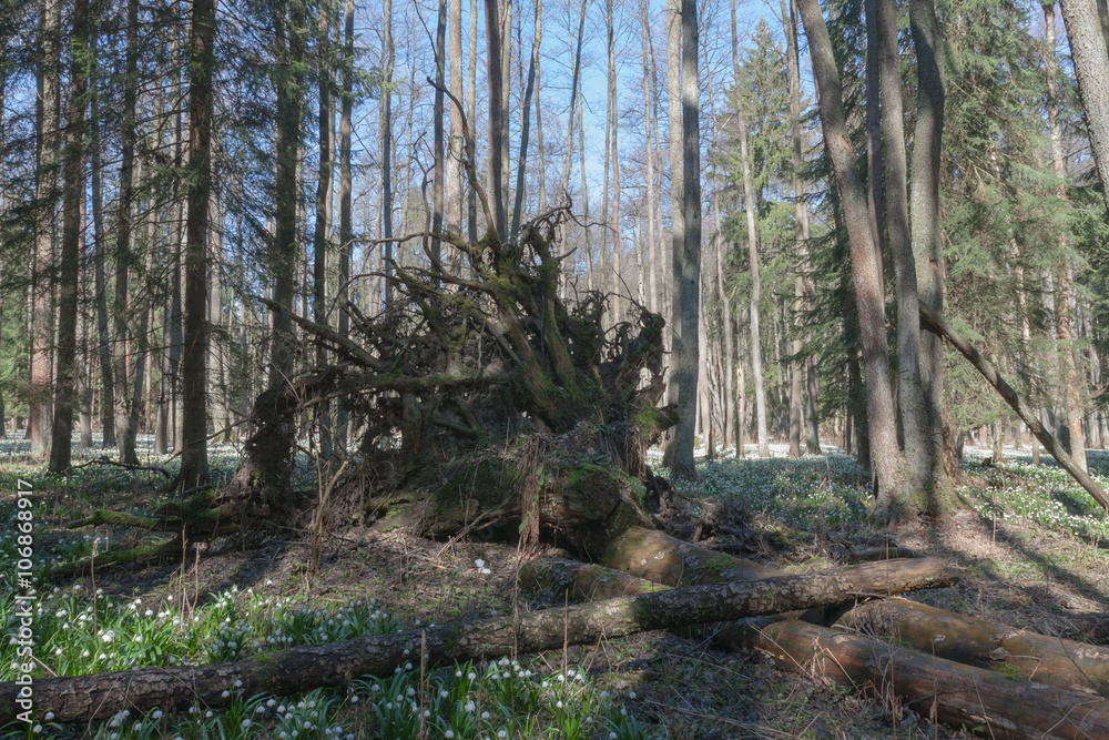 Uprooted tree in nature reserve in spring morning Uprooted tree in nature reserve in spring morning