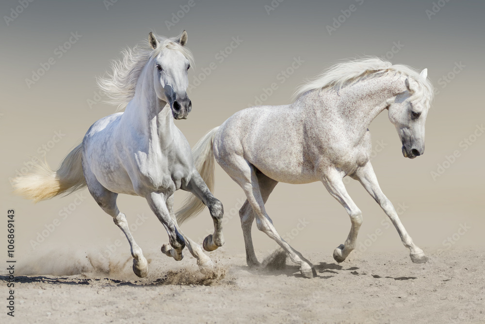 Two white horse run 
