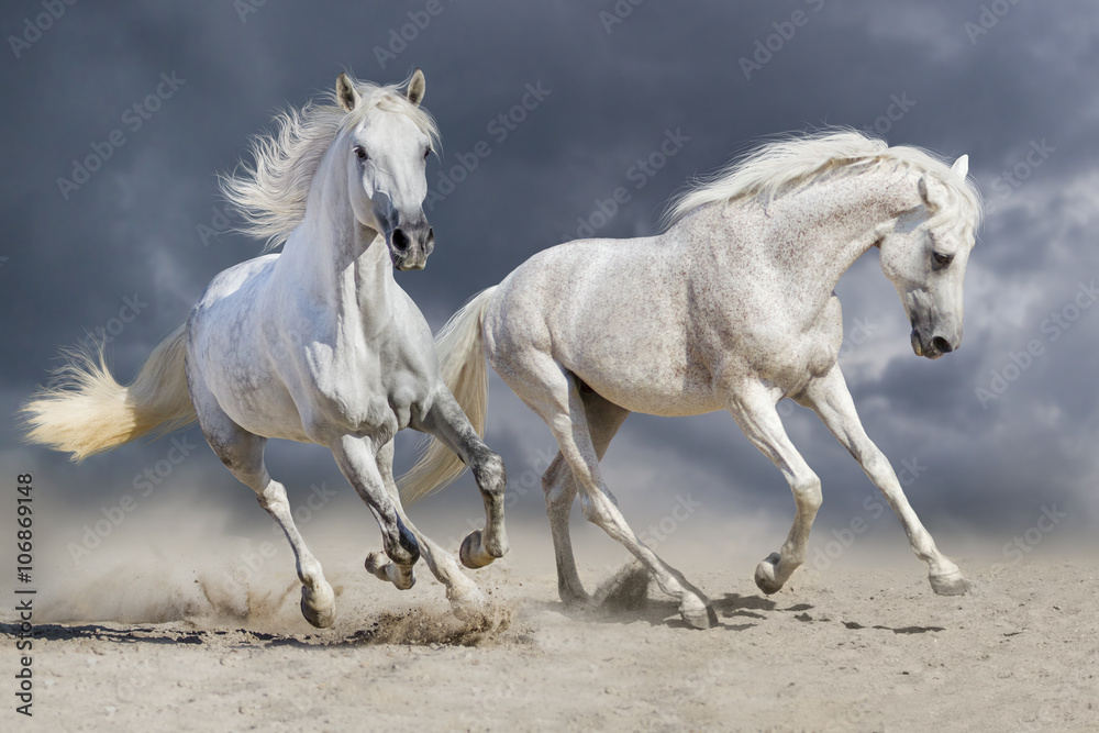 Couple of horse run against cloudy blue sky