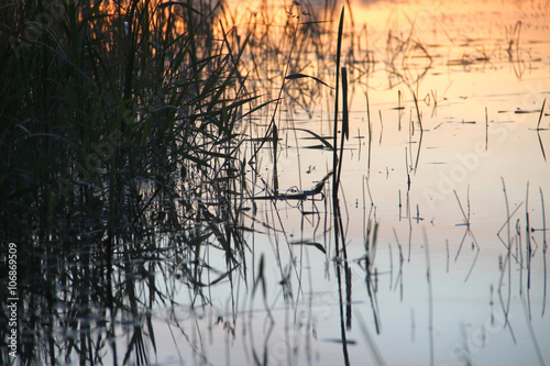 The reed in the evening. Tranquil scene.