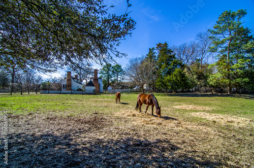 Brown horses near traditional english house in Colonial Williamsburg, Virginia, USA © myasnikova