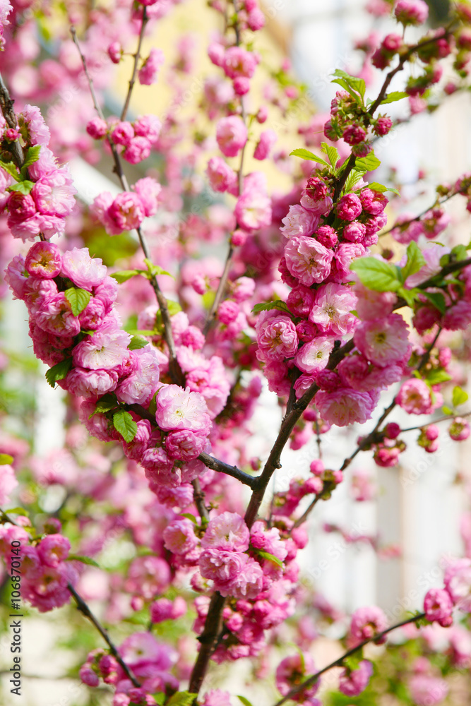 Fototapeta premium Blooming Japanese plum