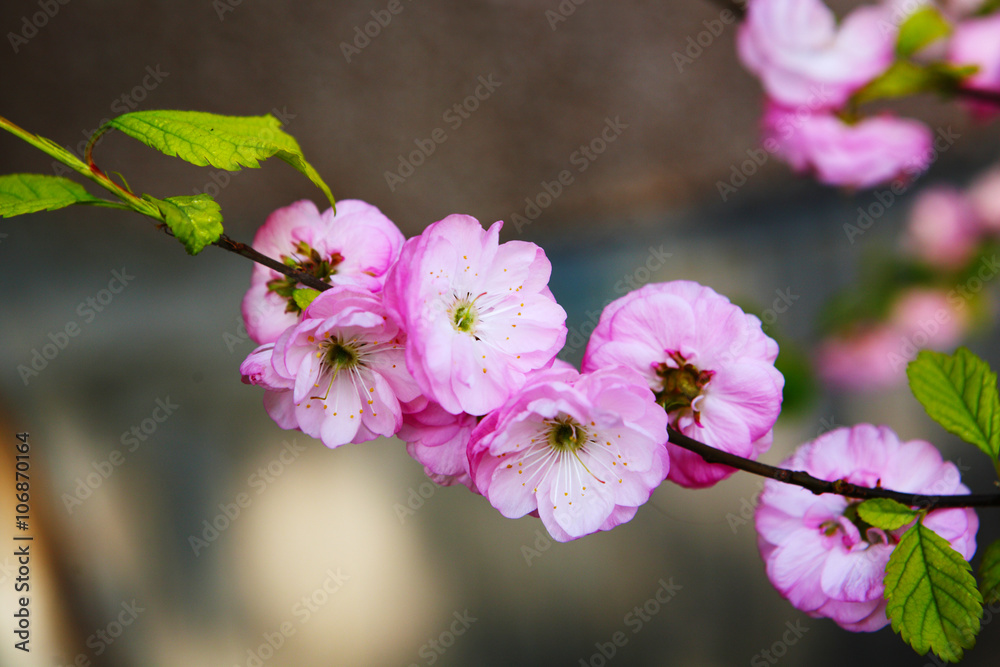 Fototapeta premium Blooming Japanese plum