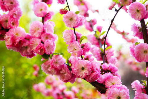 Blooming Japanese plum