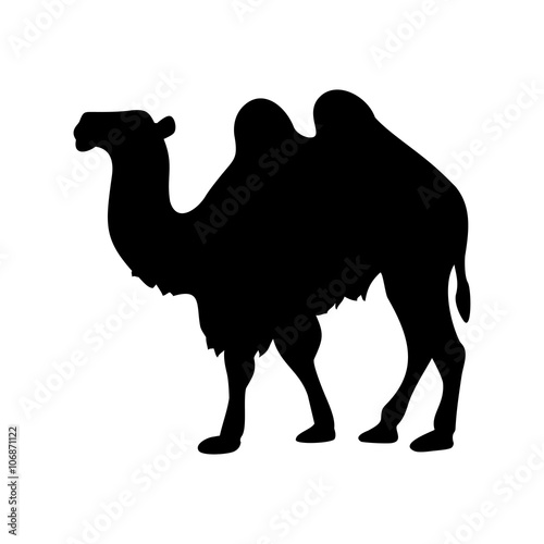 camel